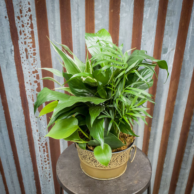 Greenhouse Planter - Tin (Various Sizes) from Marion Flower Shop in Marion, OH